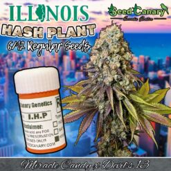 Illinois Hash Plant - Regular Seeds