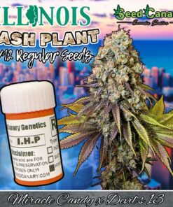 Illinois Hash Plant - Regular Seeds