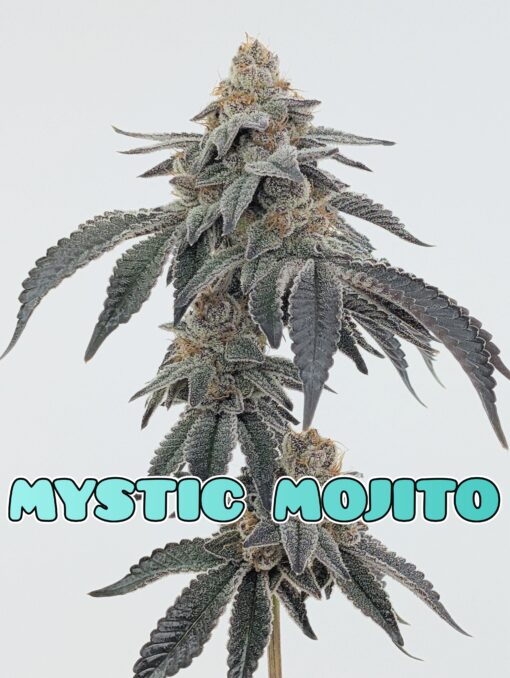Mystic Mojito