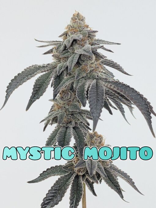 Mystic Mojito