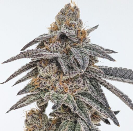 Mystic Mojito - Image 2