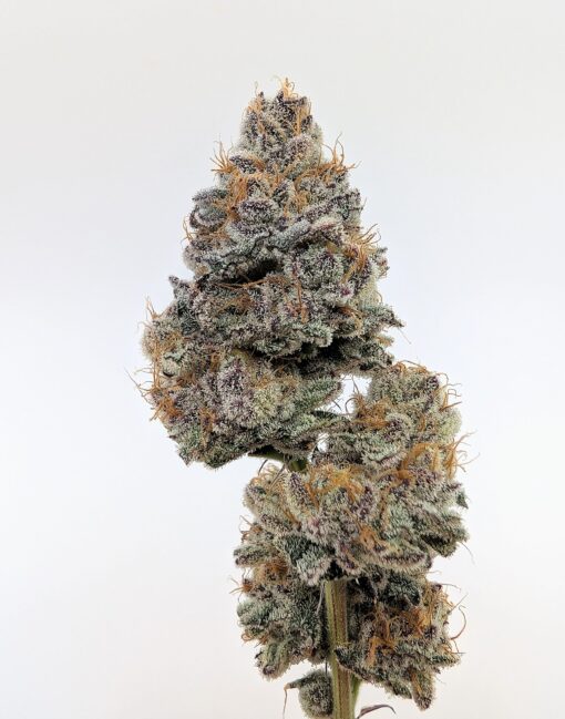 Mystic Mojito - Image 3