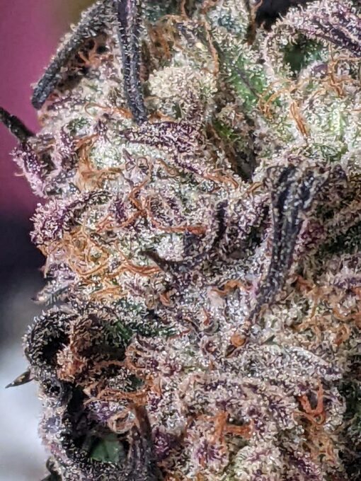 New strain - four-pack Oreoz x Marty OG (Mac x OG Kush) - F1 $2/ea seed - Image 11