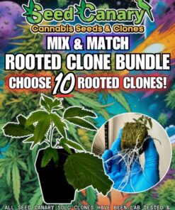10x Premium Cannabis Clones! - Mix & Match Bundle