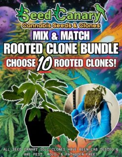 10x Premium Cannabis Clones! - Mix & Match Bundle