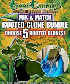 5x Premium Cannabis Clones! - Mix & Match Bundle