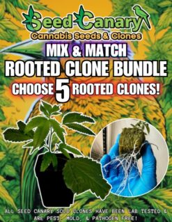 5x Premium Cannabis Clones! - Mix & Match Bundle