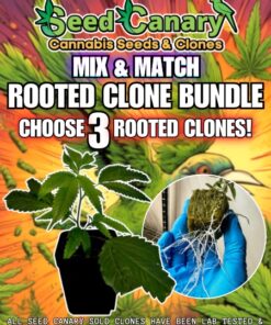 3x Premium Cannabis Clones! - Mix & Match Bundle