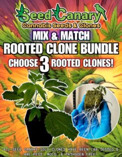 3x Premium Cannabis Clones! - Mix & Match Bundle
