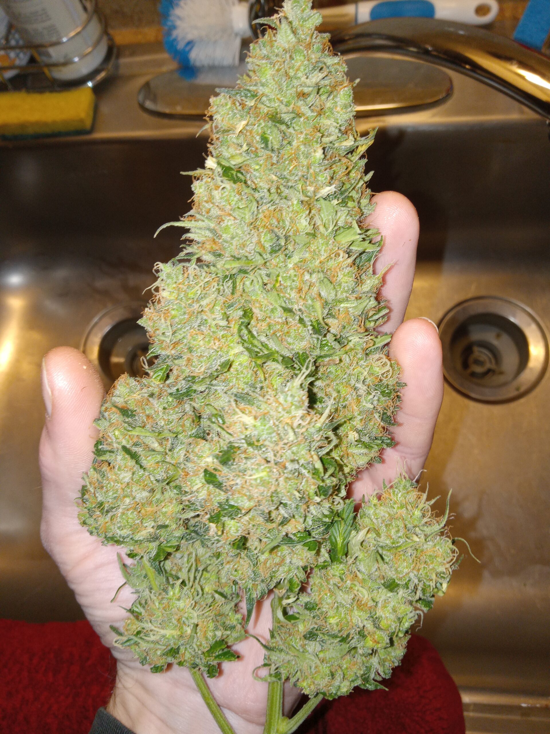 Gnosis Genetics