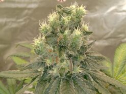 Mango jelly F1