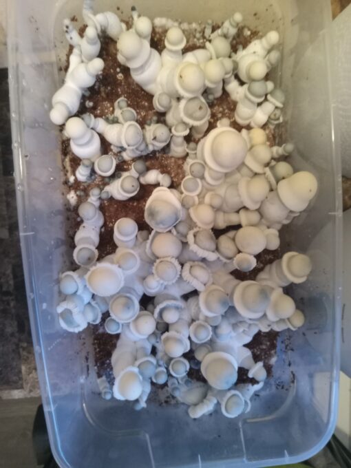 Albino Penis Envy 10cc spore syringe