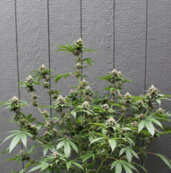 Ripped City cannabis plant