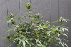 Ripped City marijuana strain