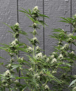 Dutch Soda cannabis strain