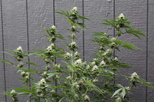 Dutch Soda cannabis strain