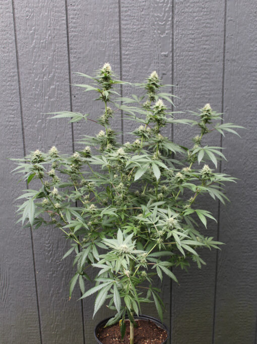 Dutch Soda marijuana plant