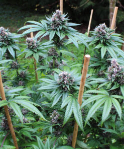 Ripped City cannabis plant