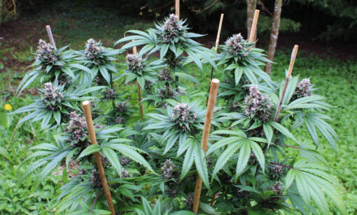 Ripped City cannabis plant