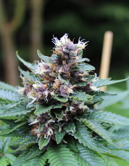 Ripped City | Annunaki Genetics - Image 5