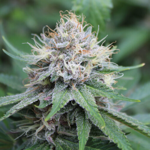 Dutch Soda cannabis strain