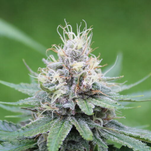 Dutch Soda bred by Annunaki Genetics