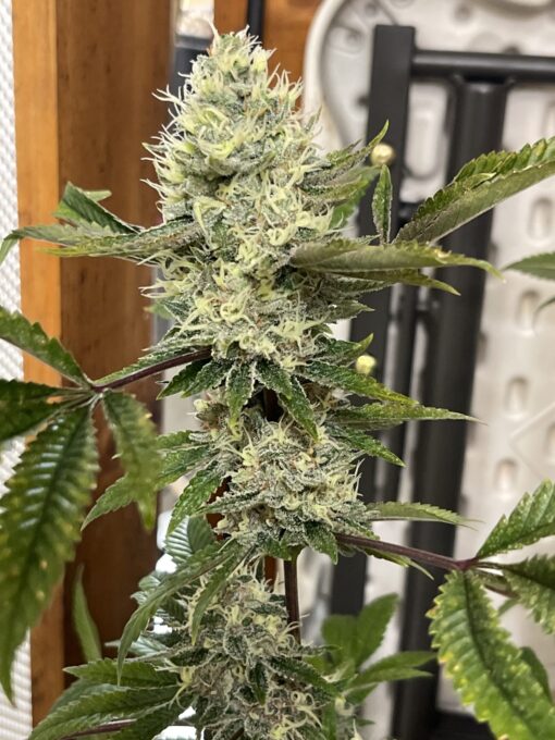 Exotic - Tropicana Marty X Soylent Green Jungle Sunset Marty 2 pack regular seeds $7.50/ea seed - plus shipping handling - Image 11