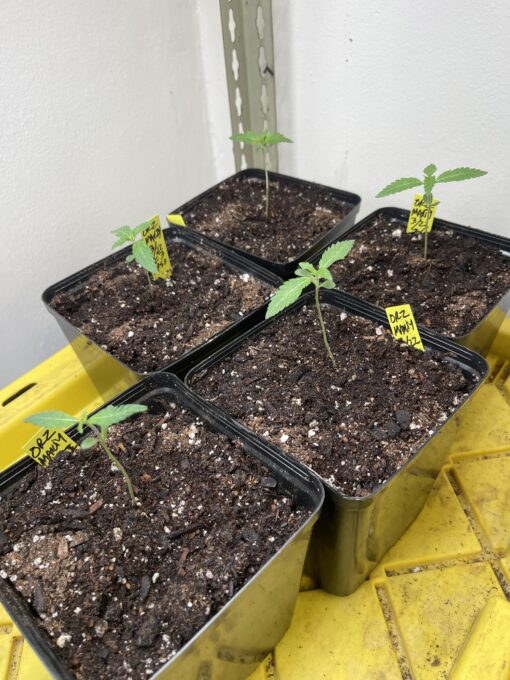 New strain - four-pack Oreoz x Marty OG (Mac x OG Kush) - F1 $2/ea seed - Image 2