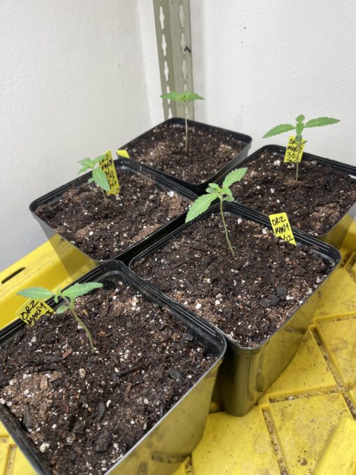 New strain - four-pack Oreoz x Marty OG (Mac x OG Kush) - F1 $2/ea seed - Image 2