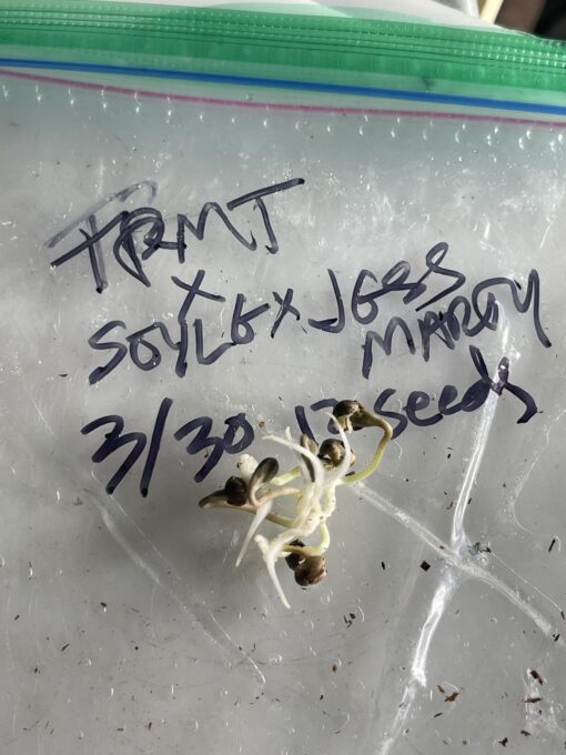 Exotic - Tropicana Marty X Soylent Green Jungle Sunset Marty 2 pack regular seeds $7.50/ea seed - plus shipping handling - Image 3