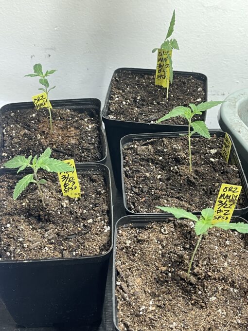 New strain - four-pack Oreoz x Marty OG (Mac x OG Kush) - F1 $2/ea seed - Image 3