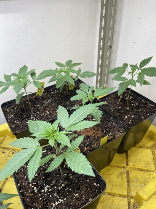 New strain - four-pack Oreoz x Marty OG (Mac x OG Kush) - F1 $2/ea seed - Image 14