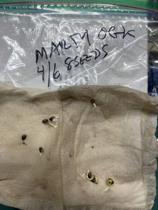 Marty OG F2 6 pack $2/ea seeds- just cover shipping Mac x OG Kush - Image 4