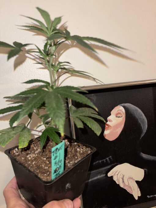 Tropicana Marty F2 - New Release 4 pack regular seeds $2/ea seeds - plus shipping handling - Image 7