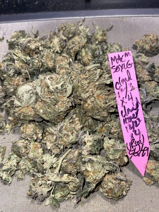 Soylent Mac - Mac Cowboy Cut crossed with Soylent Green (Slurricane x OG Kush) 2 pack regular seeds $10/ea seed - plus shipping handling (Copy) - Image 6