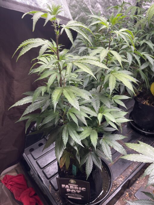 Soylent Mac - Mac Cowboy Cut crossed with Soylent Green (Slurricane x OG Kush) 2 pack regular seeds $10/ea seed - plus shipping handling (Copy) - Image 8