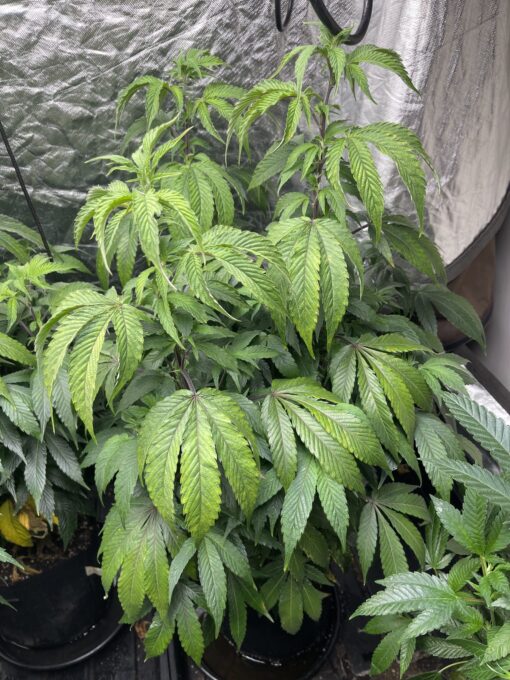 Soylent Mac - Mac Cowboy Cut crossed with Soylent Green (Slurricane x OG Kush) 2 pack regular seeds $10/ea seed - plus shipping handling (Copy) - Image 9