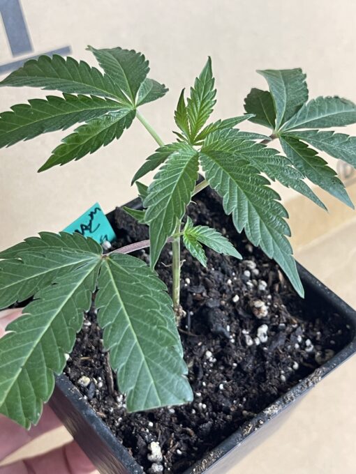 Soylent Mac - Mac Cowboy Cut crossed with Soylent Green (Slurricane x OG Kush) 2 pack regular seeds $10/ea seed - plus shipping handling (Copy) - Image 3