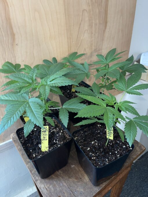New strain - four-pack Oreoz x Marty OG (Mac x OG Kush) - F1 $2/ea seed - Image 15