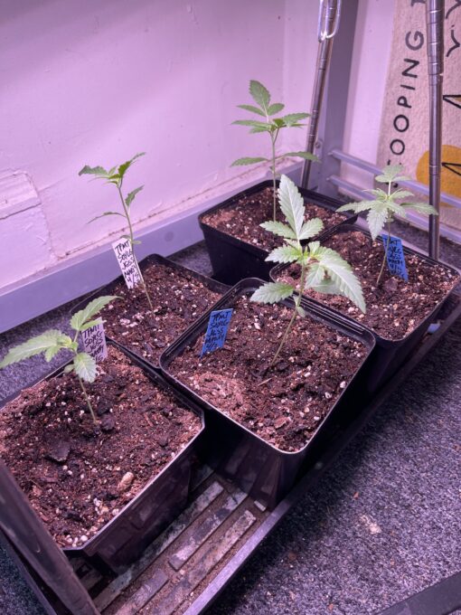 Exotic - Tropicana Marty X Soylent Green Jungle Sunset Marty 2 pack regular seeds $7.50/ea seed - plus shipping handling - Image 12