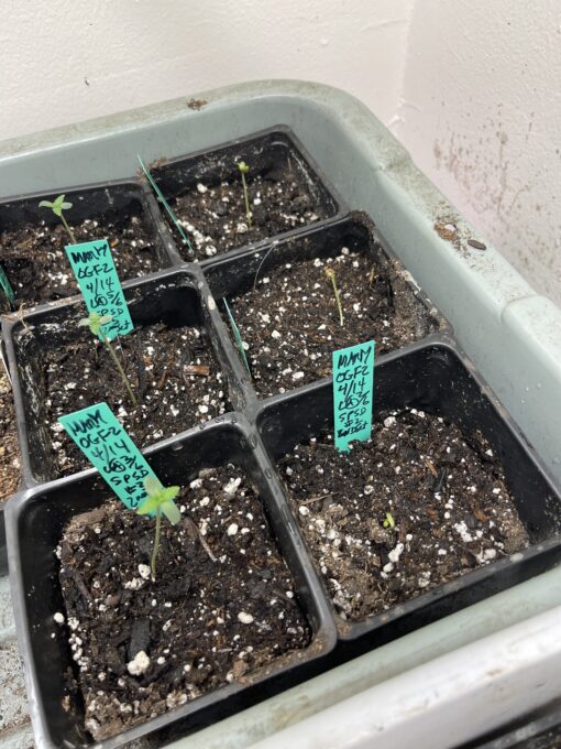 Marty OG F2 6 pack $2/ea seeds- just cover shipping Mac x OG Kush - Image 5