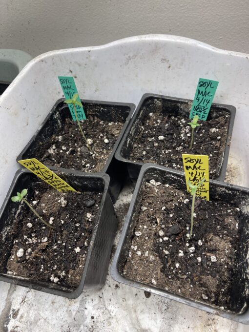 Soylent Mac - Mac Cowboy Cut crossed with Soylent Green (Slurricane x OG Kush) 2 pack regular seeds $10/ea seed - plus shipping handling (Copy) - Image 10