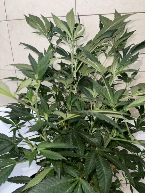 Tropicana Marty F2 - New Release 4 pack regular seeds $2/ea seeds - plus shipping handling - Image 8