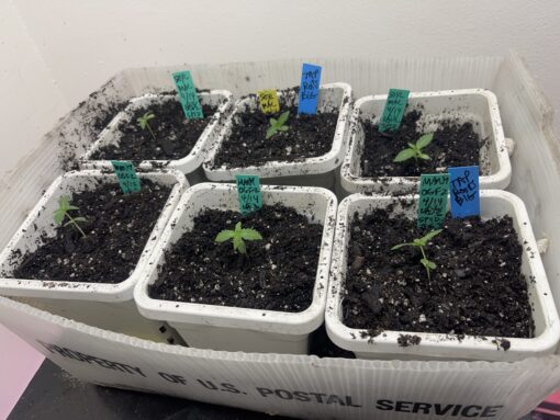 Soylent Mac - Mac Cowboy Cut crossed with Soylent Green (Slurricane x OG Kush) 2 pack regular seeds $10/ea seed - plus shipping handling (Copy) - Image 2