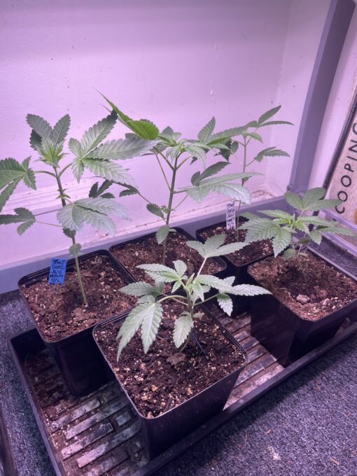 Exotic - Tropicana Marty X Soylent Green Jungle Sunset Marty 2 pack regular seeds $7.50/ea seed - plus shipping handling - Image 2