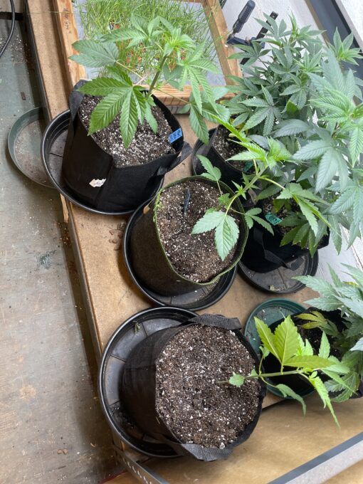 Exotic - Tropicana Marty X Soylent Green Jungle Sunset Marty 2 pack regular seeds $7.50/ea seed - plus shipping handling