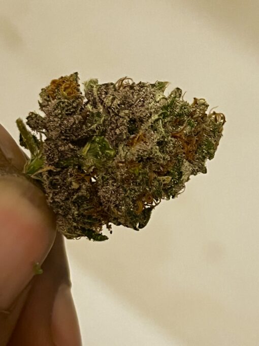 Tropicana Marty F2 - New Release 4 pack regular seeds $2/ea seeds - plus shipping handling - Image 5