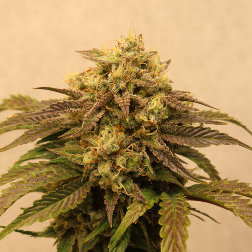 Big Melons cannabis strain