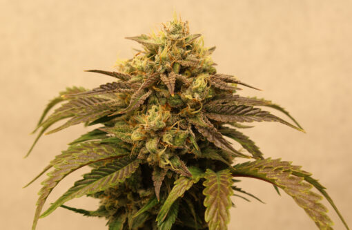 Big Melons marijuana strain ruderalis