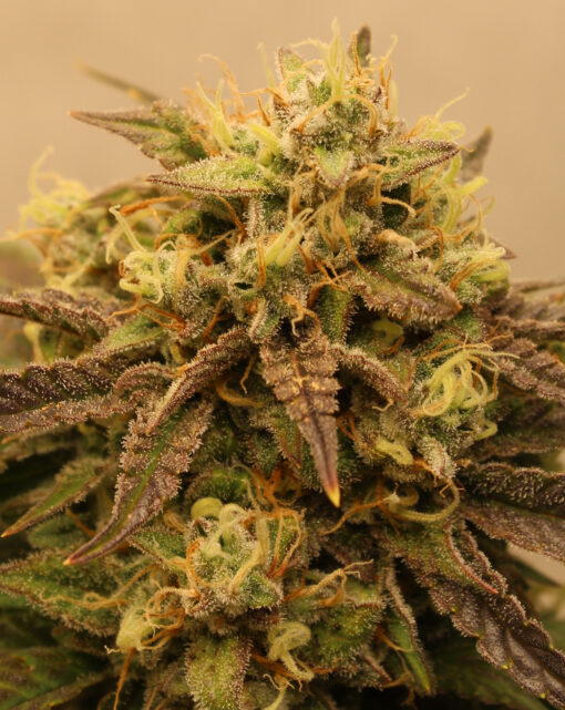 Big Melons auto flower cannabis seeds